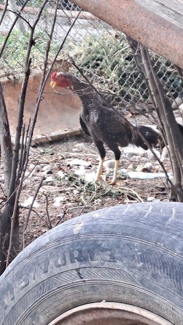 Inəklər, öküzlər: Xoruz, il: <1, Rayonlara çatdırılma