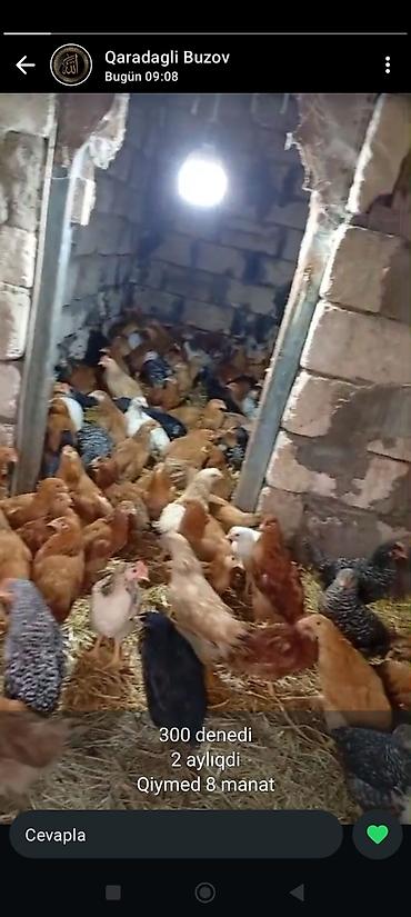 Toyuqlar: Toyuq, Yumurtalıq, Ödənişli çatdırılma -da lalafo.az — 5 Toyuqlar: Toyuq, Yumurtalıq, Ödənişli çatdırılma — 5