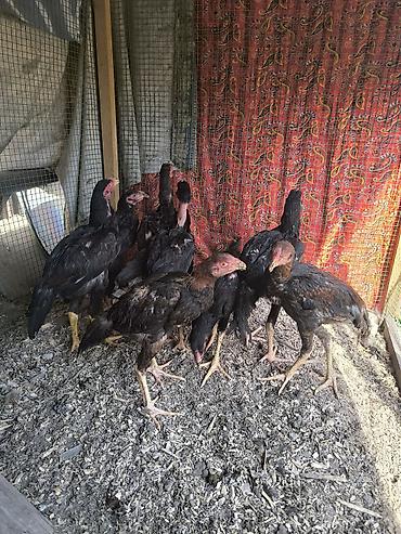 Продам с/х животных: Продаю | Куры | Бойцовая | Для разведения — 3