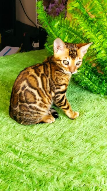 Продажа кошек: Друзья!! Проф питомник Бен Гла Мур Предлагает Шикарных элитных — 13