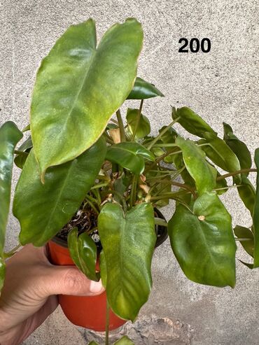 Другие комнатные растения: Комнатные растения. Домашние — 6