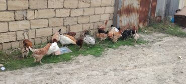 Gəmiricilər: Toyuq, Yumurtalıq