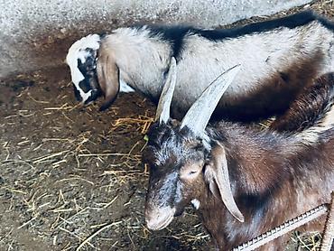 Продам с/х животных: Продаю | Козёл (самец), Козлёнок | Полукровка, Нубийская, Битал | Для разведения | Племенные — 7