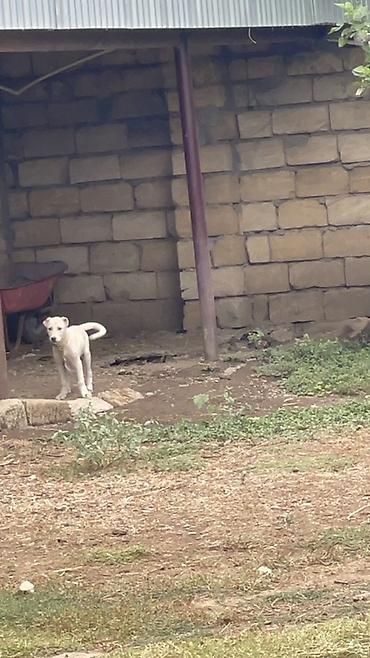 it pekines: Çox super kuçuydu esil heyete yarlıdı sadece evde olmuram die mecbur — 1