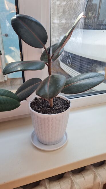 саженцы плодовых деревьев купить: Продам Фикусы!!Один побольше,другой поменьше. Высота первого 50 см