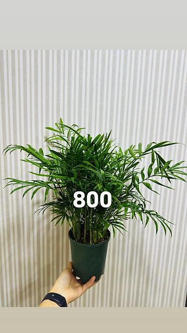 Другие комнатные растения: Комнатные цветы, цены написаны на фото — 3