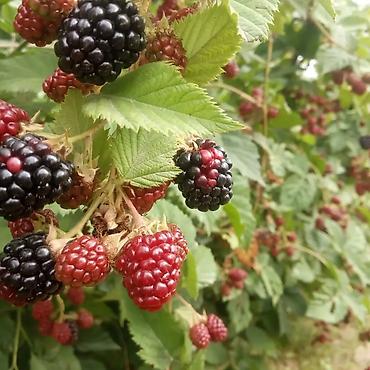 Blackberry saplings & cuttings: Ежевика "Торнфри " высокоурожайный сорт (саженцы) көчөттөрү сатылат — 2