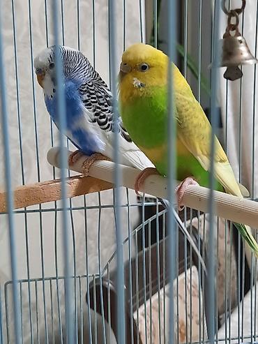 Птицы: Продаю или меняю. Волнистые попугаи с клеткой — 8