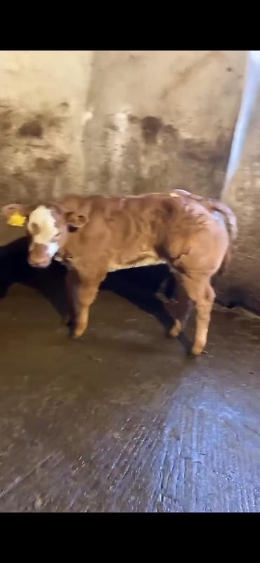 Dana, buzov: Cins buzov – ətlik istiqamət - Rəng: açıq qəhvəyi, alnında ağ ləkə - — 10