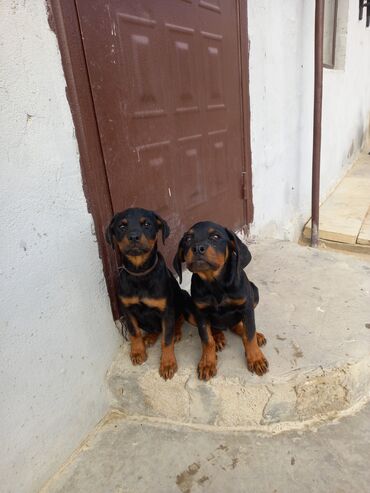 boo собака цена: Rotveyler, 3 ay, Dişi, Peyvəndli, Ünvandan götürmə