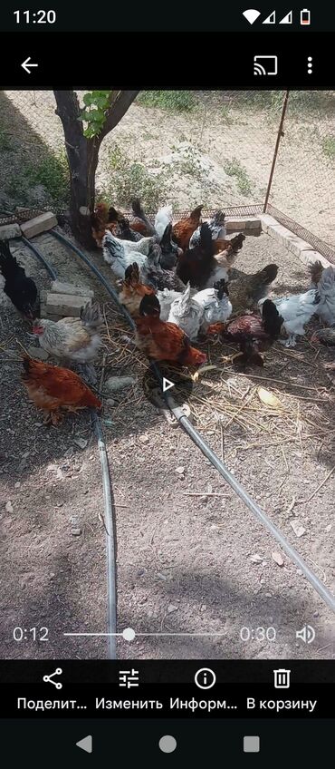 продаю цыплят брама: Продаю | Куры | Домашняя