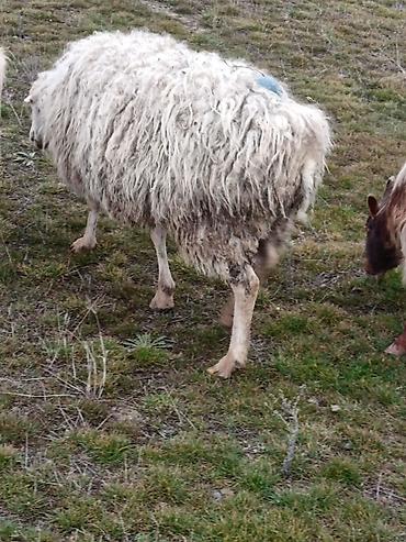 Keçilər, çəpişlər: Çəpiş keçi qoyun sürü və ya tək tək satram. Qiymet ferqlidirMəhsul — 15