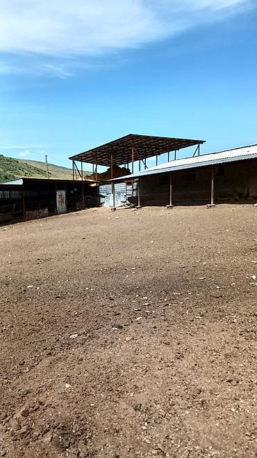 Продажа сельхоз предприятий: Кошара, 100 соток, Действующий, Электричество, Скважина — 9