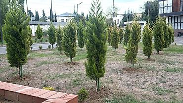agac gulleri: Limoni şam ahacları dəyişdirilir İstəyən olsa sitrus agac növləri ilə — 1