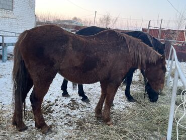 Лошади, кони: Продаю | Кобыла (самка) | Полукровка | Для разведения | Племенные — 9