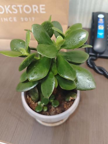денежный цветок: Толстянка (денежное дерево) в горшке - Вид: Crassula ovata — 2