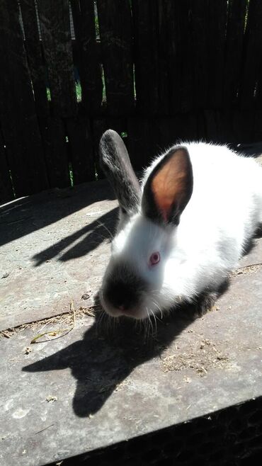 Декоративные кролики: Кролики — 20