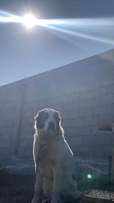 Вязка собак: Порода: среднеазиатская овчарка (алабай), . Окрас: белый с черными — 5