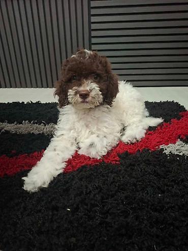 Psi: Lagotto Romagnolo – rezervacija stenaca Dostupno novo leglo pasa rase — 4