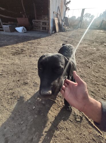 ������������������ ���� ���������� ������������ в Кыргызстан | УСЛУГИ ВЕТЕРИНАРА: Ветеринар на выезд все ветеринарные услуги консультация хирургические