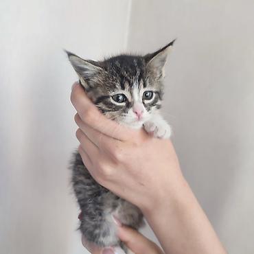 купить котят: Котята, помёт домашней кошки. Разные окрасы: черно-белый — 2