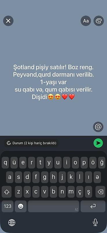 ən ucuz pişiklər: Şotland, Dişi — 1