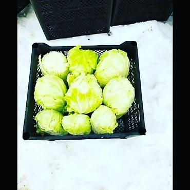 Ящики: Пластиковый Ящик — 28