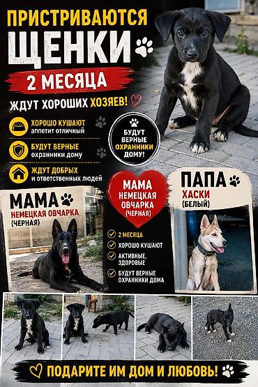 Продажа собак: Овчарка, 2 месяца, Самец — 1