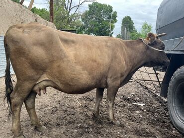 бельгийский бык: Продаю | Корова (самка) | Швицкая | Для разведения, Для молока | Искусственник
