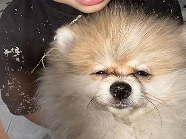 Собаки: Порода: померанский шпиц (цверг). Окрас: кремово-оранжевый с белым — 2
