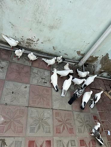 göyərçinler: Məhsul: Ev göyərçinləri dəsti Təsvir: - Şəkillərdə gördüyünüz kimi ağ — 1