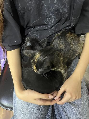 кошка черная: Кошка даром: Беспородная, 3 месяца, Девочка, Приучена к лотку — 3