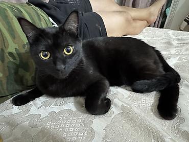 Отдам даром кошку: 3 года, Мальчик, Кастрирована, Метис, Приучена к лотку — 5