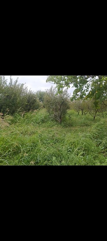 satılıq torpaq: Kənd təsərrüfatı, Mülkiyyətçi, Kupça (Çıxarış) — 2