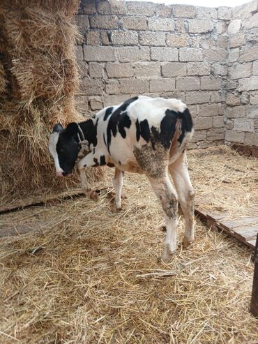 Inəklər, öküzlər: Danalar satılır damazlıq ve etlik unvan Bine qesebezi — 7