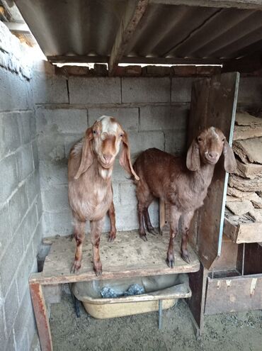 продажа щенков немецкой овчарки в бишкеке с документами: Продаю | Козлёнок | Нубийская | Для разведения