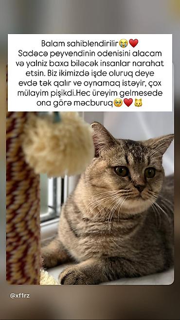 pişik eşyaları: Tabbi, Dişi, Yaxşı əllərə — 1