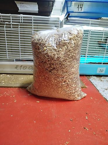 Крысы: Продам маленьких крысят Дамбо декоративные рексы ручные домашние. Есть — 14