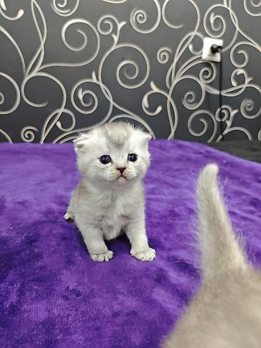 Продажа кошек: Открыта бронь на чистокровных шотландских малышей, родились — 3
