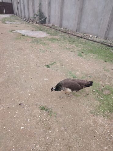 попугай жако купить в баку: Məhsul: Tavus quşu (dişi) Təsvir: - Növ: Pavo cristatus (hind tavus