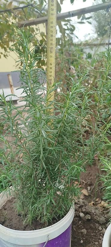 размарин купить: Розмарин (Rosmarinus officinalis) в горшках - Ароматное вечнозеленое — 3