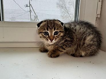 Продажа кошек: Котята 500с каждая . мама вислоухая. 2 месяца котятам. можно забрать с — 8