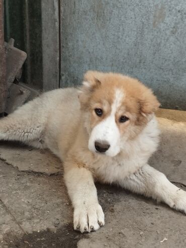 Продажа собак: Алабай, 4 месяца, Самец, С прививкой