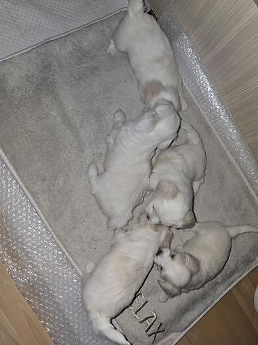 Psi: Maltezeri – leglo štenaca - Ukupno: 3 mužjaka i 2 ženke - Veličina: 1 — 13