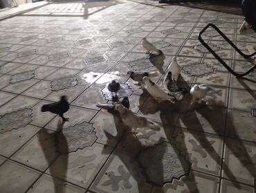 большая клетка для кролика: Ev göyərçinləri dəsti - Rəng çeşidi: ağ, qara, boz və qarışıq ləkəli