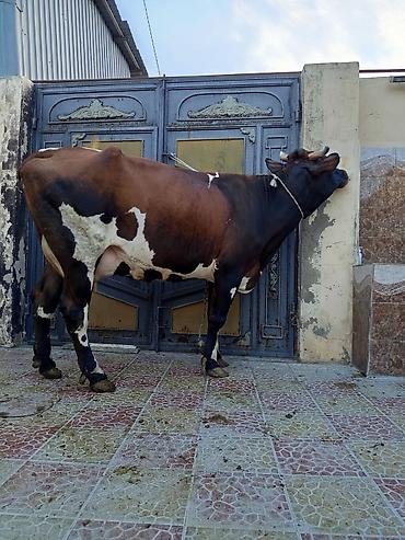 Inəklər, öküzlər: 2 ci qarna balali duye sudu 18 litr .mayin 14 du dogub balasi erkeydi — 5