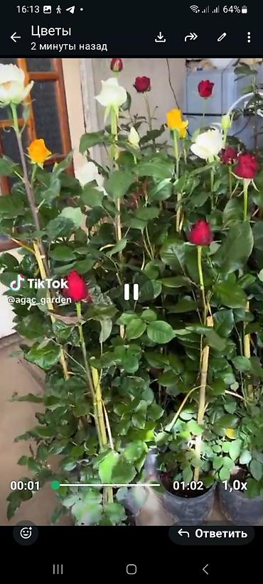 epimedium bitkisi satisi: Məhsul: Bəzək kolları və çiçəkli bitkilər kolleksiyası - Kalistemon — 8