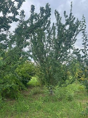 Həyət evləri və villaların satışı: 3 otaqlı, 100 kv. m, Yeni təmirli — 4