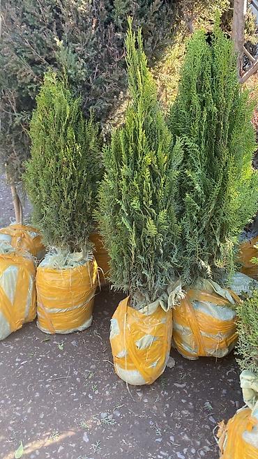 Арча, можжевельник: Ту я можжевельники разной формы ( спираль бонсай, пирамида глобус — 4