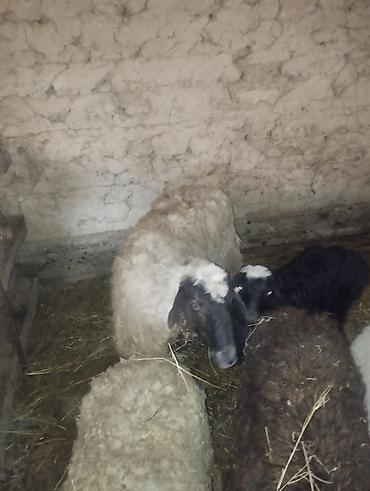 Баран, овца: Продаю | Овца (самка) | Полукровка | Для разведения | Матка — 3
